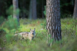 Wolf im Kiefernwald