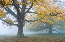 Markante Bäume im Herbstnebel