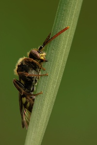 Wespenbiene