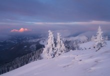 Winterlicher Bergwald