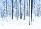 Ein Wald voller Schneestangen