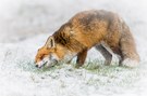 Fuchs genießt wohl den letzten Schnee...