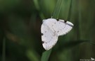 Zweifleck-Weißspanner (Lomographa bimaculata)