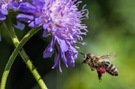 Biene mit rotem Pollenpaket