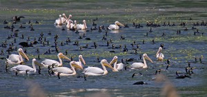 Ein paar Pelikane und Kormorane.....