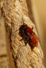 Rotpelzige Sandbiene (Andrena fulva)