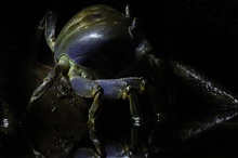 ZO: Tricolor Krabbe