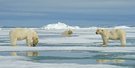 Eisbären Weibchen mit Jungtieren