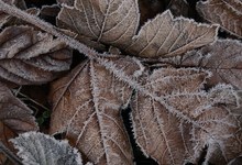 Blätter on ice
