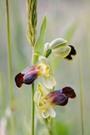 Ophrys fusca sabulosa