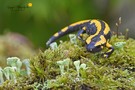 Feuersalamander (salamandra salamandra)