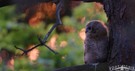Videoausschnitt "Tawny Owls Part 5 - Angry Neighbors"