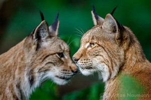 Zwei Luchse (lynx lynx)
