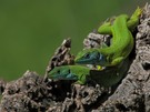 Ein Smaragdeidechsen-Paar