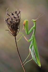 Herbst-Mantis