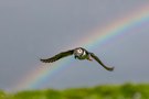 Regenbogen-Papageitaucher