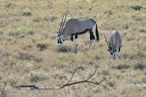 Südafrikanische Oryxantilopen