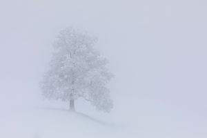Stilleben im Schneetreiben
