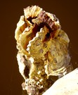 "Ausrangierte" Austernreste