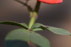 Larve einer Blauschwarzen Rosen-Bürstenhornblattwespe