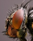 Insektenporträt II