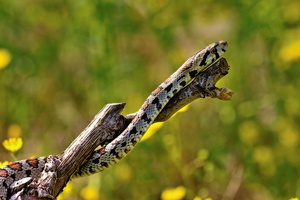 Leopardnatter