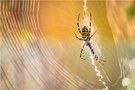 - Wespenspinne (Argiope bruennichi) -