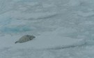 Klimawandel: Hochsommer in der Antarktis ???  Krabbenfresser Robbe on the Rocks