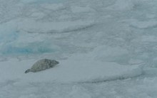Klimawandel: Hochsommer in der Antarktis ???  Krabbenfresser Robbe on the Rocks
