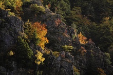 Herbstleuchten im Harz