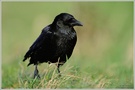 Rabenkrähe (Corvus corone)