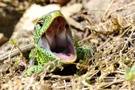 Monster-Reptil attackiert ostwestfälischen Fotografen