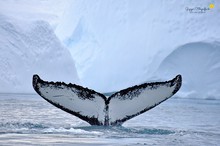Buckelwal im Eisfjord