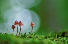 kleine Pilzfamilie