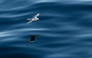 Schwerelos 2 - Eissturmvogel über dem Meer