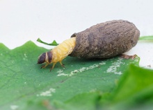 Käferlarve aus der Unterfamilie der Fallkäfer (Cryptocephalinae)
