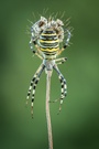 Eine Wespenspinne