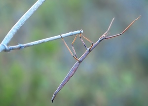 Gespenst- oder Stabschrecke (Leptynia hispanica)