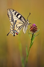 Papilio machaon 2008 II