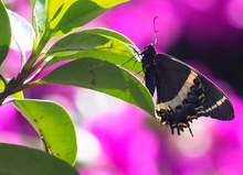 Schwarzer Schwalbenschwanz (Papilio garamas)