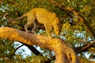 Leopard im Abendlicht
