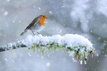 Robin im Schneetreiben