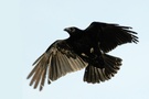 Crow III