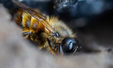 Erdbiene/Mauerbiene