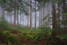 Nebelmorgen im Wald
