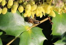 Honigbiene nascht an Mahonie