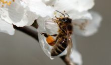 Honigbiene bestäubt Pflaumenblüten