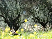 Frühling im Olivenhain