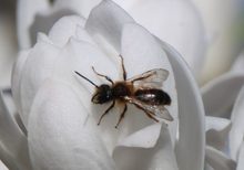 Wildbiene auf Sternmagnolie
