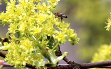 Honigbiene bestäubt Spitzahorn